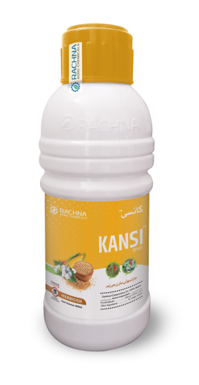 KANSI KANSI